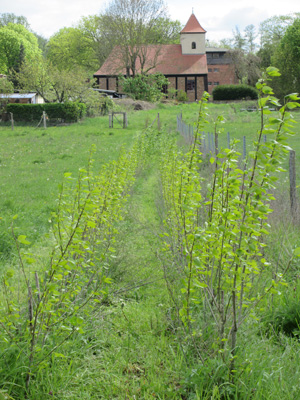 Pappelhecke im Mai 2023