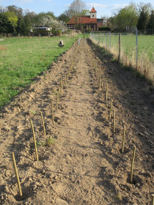 Pappelhecke, frisch gesteckt