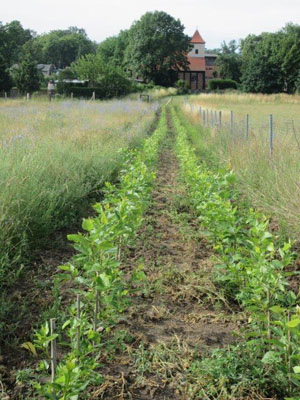 Pappelhecke im Juni 2022