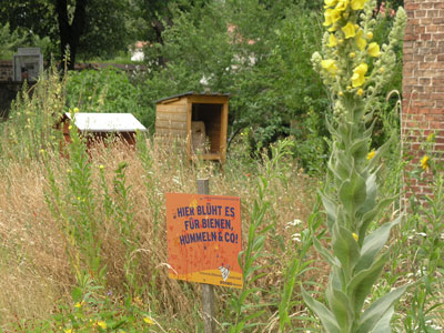 Bienenweide in Wulkow